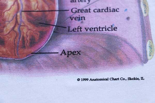 デッドストック☆90s Hanes Anatomical Chart Co. THE HEART 人体 臓器