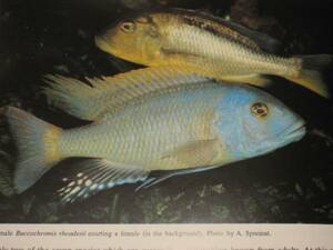 free shipping!! The CICHLIDS yearbook Volume2sik lid year book Vol2 Ad Konings foreign book malaui lake tongue gani squid lake Africa nbook@ illustrated reference book 
