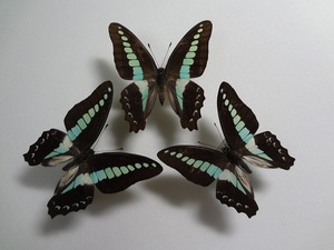 蝶の標本　アオスジアゲハ　ペア　箱付き