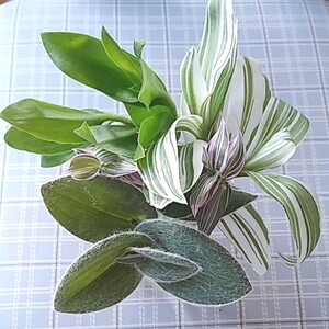 観葉植物 トラディスカンティア 4種セット