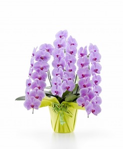 HS　胡蝶蘭　コチョウラン　贈答用　ギフト　大輪　3本立て　お花の数39輪以上（つぼみ込み）花の色　ピンク　送料無料