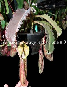 BE-3786 N. maxima 'wavy leaf'- clone # 9 ウツボカズラ 食虫植物 4