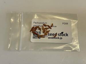 パキポディウム　グラキリス　種子21個　送料無料