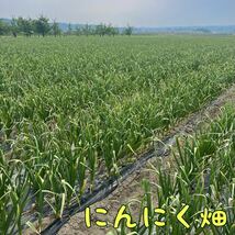 福地ホワイト発祥の地　福地村産　福地ホワイト　半乾燥にんにく　サイズ　2kg 青森県産　初物　農家直送　低農薬　夏坂ふぁーむ_画像10