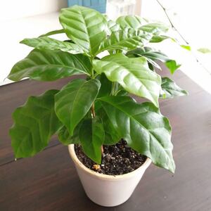 【鮮やかな緑に癒される♪】コーヒーの木 陶器鉢付き 3号鉢 観葉植物 インテリアグリーン 卓上 小さめ おしゃれ