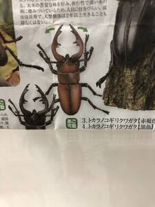 日本クワガタムシ大全　トカラノコギリクワガタ赤褐色