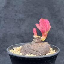 《PW》モナデニウム（ユーフォルビア）“グロボーサム,Monadenium globosum”塊根 コーデックス 多肉植物_画像1