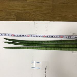 観葉植物 サンスベリア シリンドリカストレート 希少