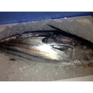  Chiba .. production bonito 1 tail ( approximately 1.5~2.5kg). and . limited time bargain sale 