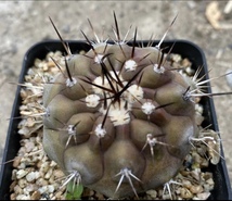 NO.215 サボテン サイズ5.0cm 黒王丸　実生　コピアポア　copiapoa cinerea_画像1