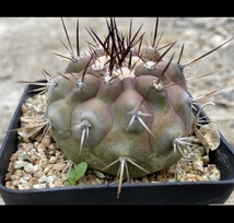 NO.215 サボテン サイズ5.0cm 黒王丸　実生　コピアポア　copiapoa cinerea_画像2