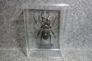 ミヤマクワガタ　デアゴスティーニ 世界の昆虫 DATE BOOK 等身大 標本 フィギュア ディアゴスティーニ カブトムシ クワガタ