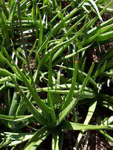 アロエベラ 抜き苗 特大サイズ 3本 観葉植物 多肉植物