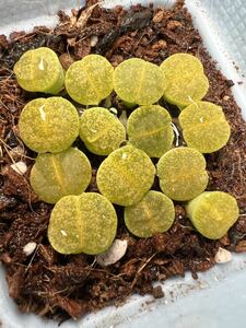 多肉植物 リトープス　緑紫熏　15苗