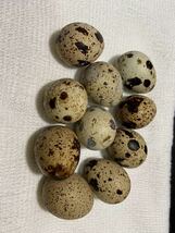 1 格安スタート ナミウズラ 並うずら 有精卵 うずらの卵 10個セット ヒナ 売り切り_画像1