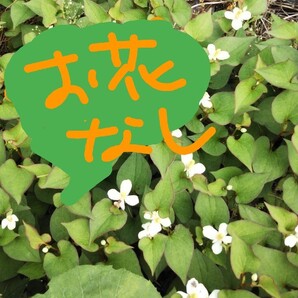 どくだみ生葉30本 無農薬