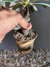 パキポディオイデス　ユーフォルビア　コーデックス 塊根植物 多肉植物 鉢ごと　鉢ごと_画像5