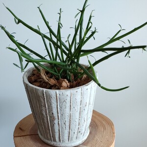 【観葉植物】 ミルクブッシュ 陶器鉢植え