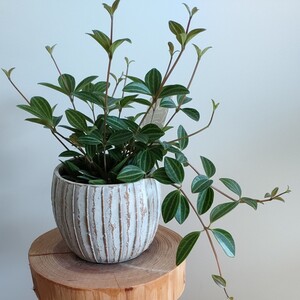 【観葉植物】 希少 ペペロミア ラグラス 陶器鉢植え