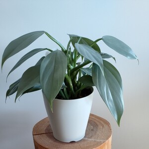 【観葉植物】 フィロデンドロン シルバーメタル