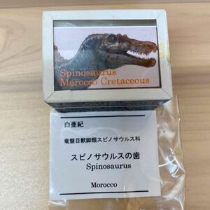 化石　スピノサウルス　の歯　◆ モロッコ　MOROCCO 恐竜　◆　コレクション　インテリア　送料無料
