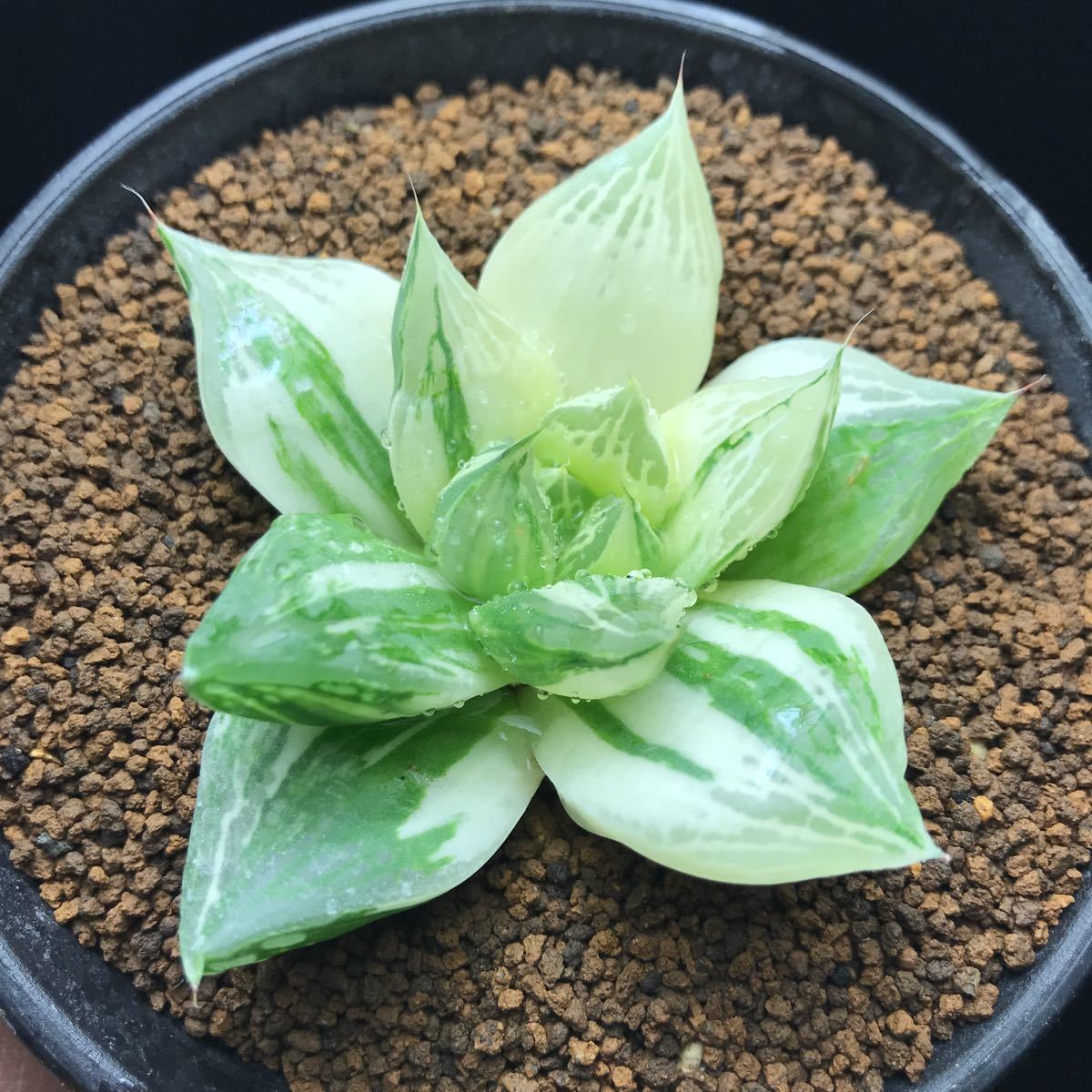 2 白マジョール錦 のり斑 ハオルチア サボテン 多肉植物 - www.dominator-wydechy.ru 2 白マジョール錦 のり斑 ハオルチア サボテン 多肉植物 - www.dominator-wydechy.ru