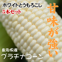 今年は数量限定☆ホワイトとうもろこし【1円～】7月下旬予約順に出荷】農家指定産地直送！プラチナコーン(1箱5本入り)【常温】_画像1