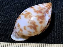 豹耳螺・Pythia scarabaeus・3g（貝殻標本）_画像3