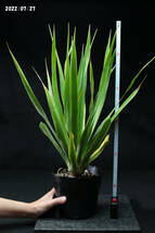 ドラセナドラコ Dracaena Draco subsp. doraco 実生_画像2