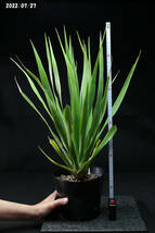 ドラセナドラコ Dracaena Draco subsp. doraco 実生_画像4