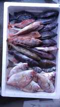 （魚）青森漁師さんのびっくり玉手箱「朝とれ魚介類」1k998円即決_画像4