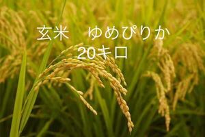 産地直送 令和3年北海道産玄米ゆめぴりか 20kg送料込み 数量限定！！