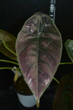 Alocasia azlanii アロカシア　アズラニー Lサイズ/クワズイモ 熱帯雨林 ボルネオ Borneo サトイモ科7/6_画像3