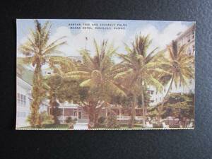 モアナホテル■BANYAN TREE AND COCOANUT PALMS■オールドハワイ■1920's