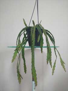 クルシフォルメ レピスミウム Lepismium Cruciforme リプサリス 多肉植物 サボテン レア 観葉植物 ハンギング 耐寒性 耐陰性