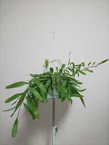 【希少種】ラムローサ リプサリス レッドコーラル Rhipsalis ramulosa レピスミウム サボテン ハンギング 観葉植物 多肉植物 レア