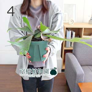 [ reality goods ] Platycerium / staghorn fern *ne The - Land 5 number green pot (4)Platycerium Netherlands