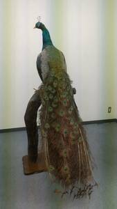 剥製くじゃく孔雀クジャク　　サイズ：高さ１７２ｃｍ　優雅なオブジェ