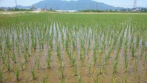 【令和3年産】 農薬約9割減 新潟県認証 特別栽培米コシヒカリ 玄米紙袋25kg