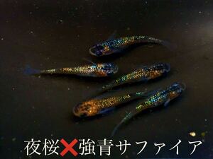 【めだか】夜桜強青ラメ　稚魚10匹　強ラメ　青ラメ　上物種親　メダカ