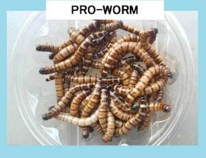 ヤフオク ミルワーム エサ の中古品 新品 未使用品一覧 ヤフオク ミルワーム エサ の中古品 新品 未使用品一覧