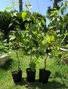 ヤフオク しらかば 花 園芸 の落札相場 落札価格 ヤフオク しらかば 花 園芸 の落札相場 落札価格