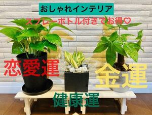 観葉植物 簡単に育てられる 3鉢セット 開運 幸運 インテリア パキラ ポトス サンスベリア ミニサイズ