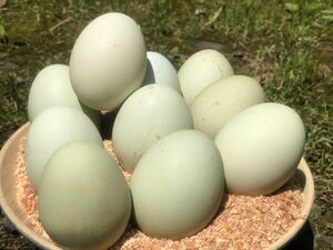 アローカナ 卵 有精卵 6個