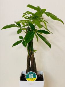 入荷 人気観葉植物パキラ5本編み⑤