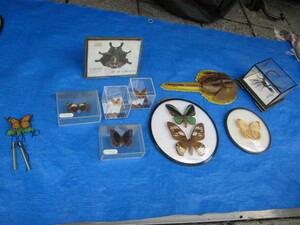  butterfly specimen + other large amount set 