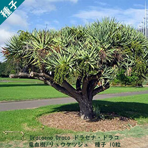 観葉植物 種子 種 Dracaena Dracoドラセナ ドラコ 長寿の木 竜血樹 リュウケツジュ 　 種子10粒