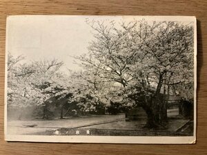 PP-4397 ■送料無料■ 営庭の櫻 桜 花 花見 風景 景色 絵葉書 印刷物 写真 古写真/くNAら 