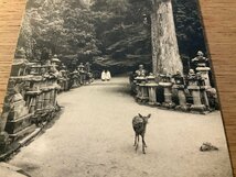 PP-4837 ■送料無料■ 奈良県 大和 春日神社境内 子鹿 宮司 人 灯篭 動物 鹿 神社 寺 宗教 名所 絵葉書 写真 印刷物 古写真/くNAら_画像2