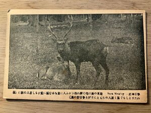 PP-4835 ■送料無料■ 奈良県 大和 春日神鹿 動物 鹿 神社 寺 宗教 名所 春日神社 絵葉書 写真 印刷物 古写真/くNAら